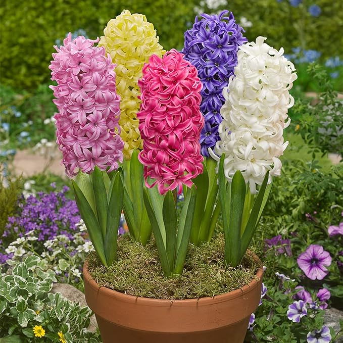 Hyacinth Mixed Bulbs - Perennial and Fragrant, Mix Hyacinths Bulbs for Planting | Long Lasting Beauty - Stunning Garden Display (10 Pack)