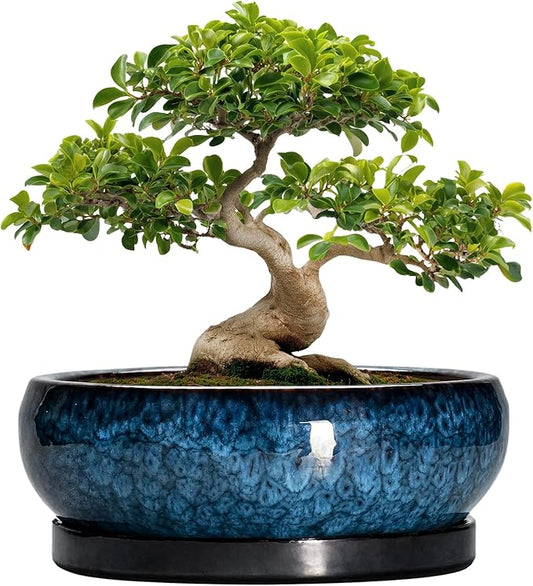 Bonsai Pots - 13 Inch Ceramic Succulent Pots for Indoor Outdoor, Large Succulent Planter with Drainage Hole and Saucer, Round Shallow Flower Planters, Porch Decor, Gardening Gifts, Blue