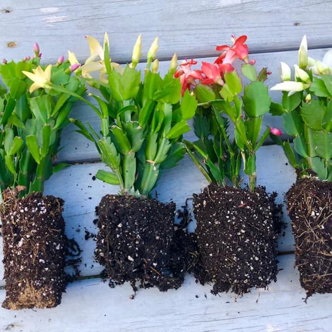 True Thanksgiving Cactus Plant Live in 4" Pot, Ready to Bloom, Holiday Christmas Cactus Plants Live, Vibrant Blooms (Peachy Yellow)