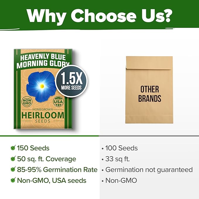 HOME GROWN 𝗨?𝗔 𝗣𝗥𝗘𝗠𝗜𝗨𝗠 Heavenly Blue Morning Glory - 150 Heirloom Seeds for Planting, 𝗡𝗢𝗡-𝗚𝗠𝗢 Ideal for a Flower Garden That Attracts Pollinators and Birds (Ipomoea Tricolor)