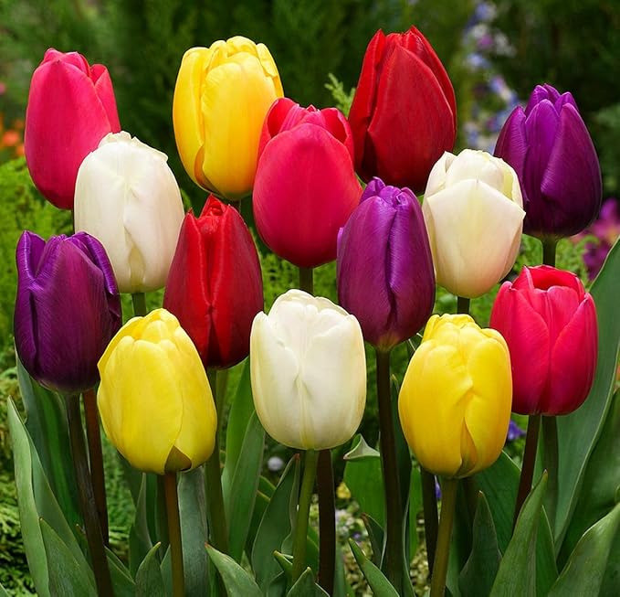 Triumph Tulip Bulbs for Fall Planting Mixed Perennial Hybrids Darwin Changing Colors Emperor Mixture Size 12+ (50, Emperor Mixture)