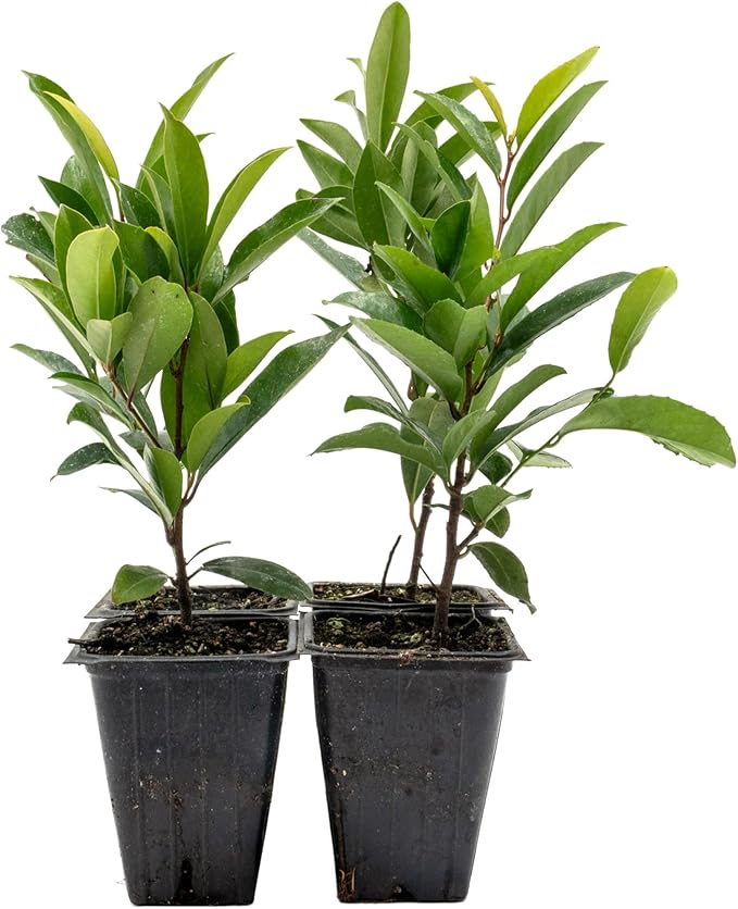 4 Dwarf Carolina Cherry Laurel in 3.5” Nursery Cubes (Prunus caroliniana ‘Compacta’) | Evergreen Shrub for Privacy Hedges, Screens, and Ornamental Landscaping | Ready-to-Plant Live Starter Plants
