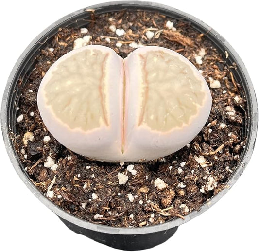 Sprout N Green 1-1.5in Lithops bromfieldii, 3 Years Old Rare Living Stone Plant Fully Rooted in Pot, Cute Potted Succulents Houseplant Pebble Plant, Great for Terrarium Arrangement, DIY Project