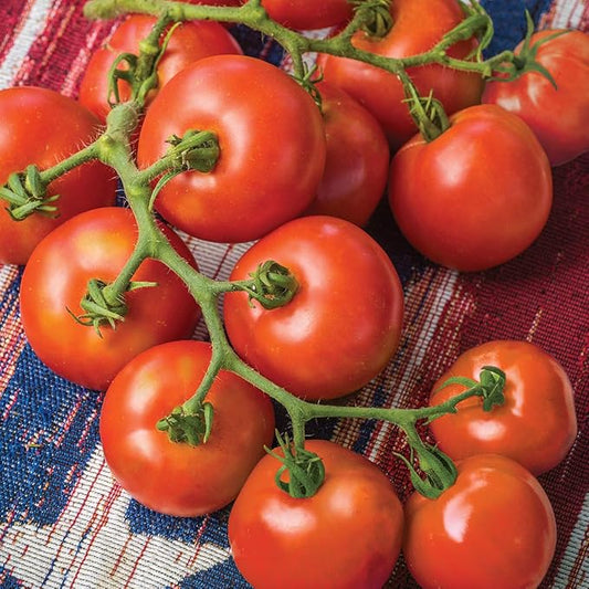 Burpee 'Fourth of July' Hybrid | Red Slicing Tomato | 50 Seeds