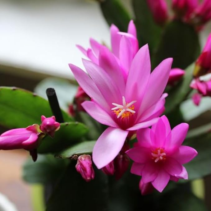 Easter Cactus Plants Live, Easter Cactus - 4 to 6 Inch Tall Houseplant Succulent Cactus Flower Plants, No Pot (Light Pink Flowers)