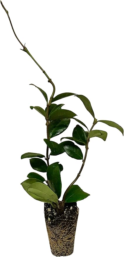 Jasmine Confederate | 10 Live Plants | Trachelospermum Jasminoides | Fragrant Easy to Grow Vine Showy Blooms