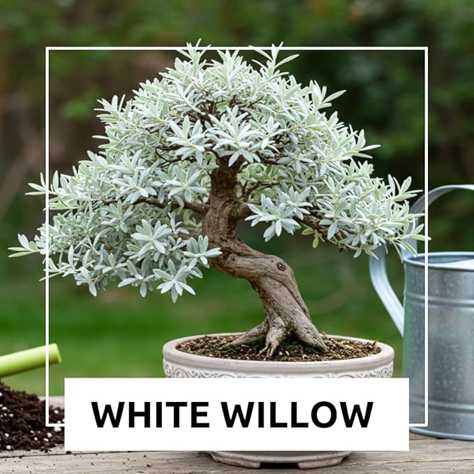 Live Dwarf White Willow Bonsai Tree - Fast Growing, Indoor/Outdoor Bonsai Material