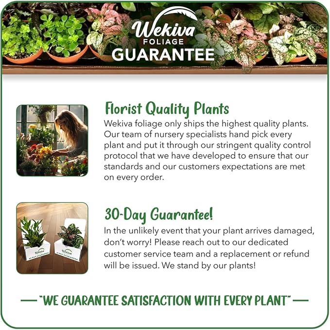 Sumatrana Banana Tree - 1 Live Plant in a 3 Inch Growers Pot - Musa Acuminata Zebrina - Stunning Foliage Nonedible Ornamental Tree for The Patio and Garden