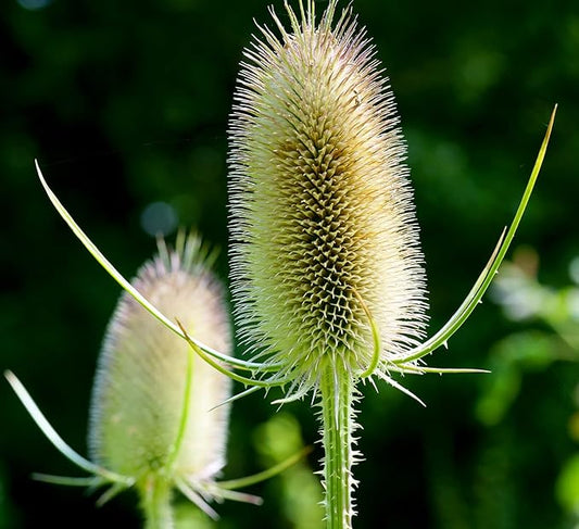 1000Pcs Dipsacus Fullonum Seeds for Planting Easy to Grow Outdoor Home Garden Flower Seeds Gardening Supplies