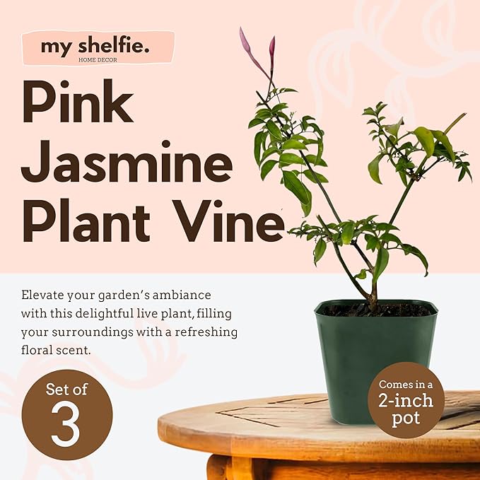 My Shelfie - Mini Pink Jasmine Plant Vine, Jasmine Plant Starter in 2-Inch Pot, Live Plants Outdoor Setting, Jasmine Plant Live Grows to 3-5 Inches, Pet-Friendly, 3-Piece