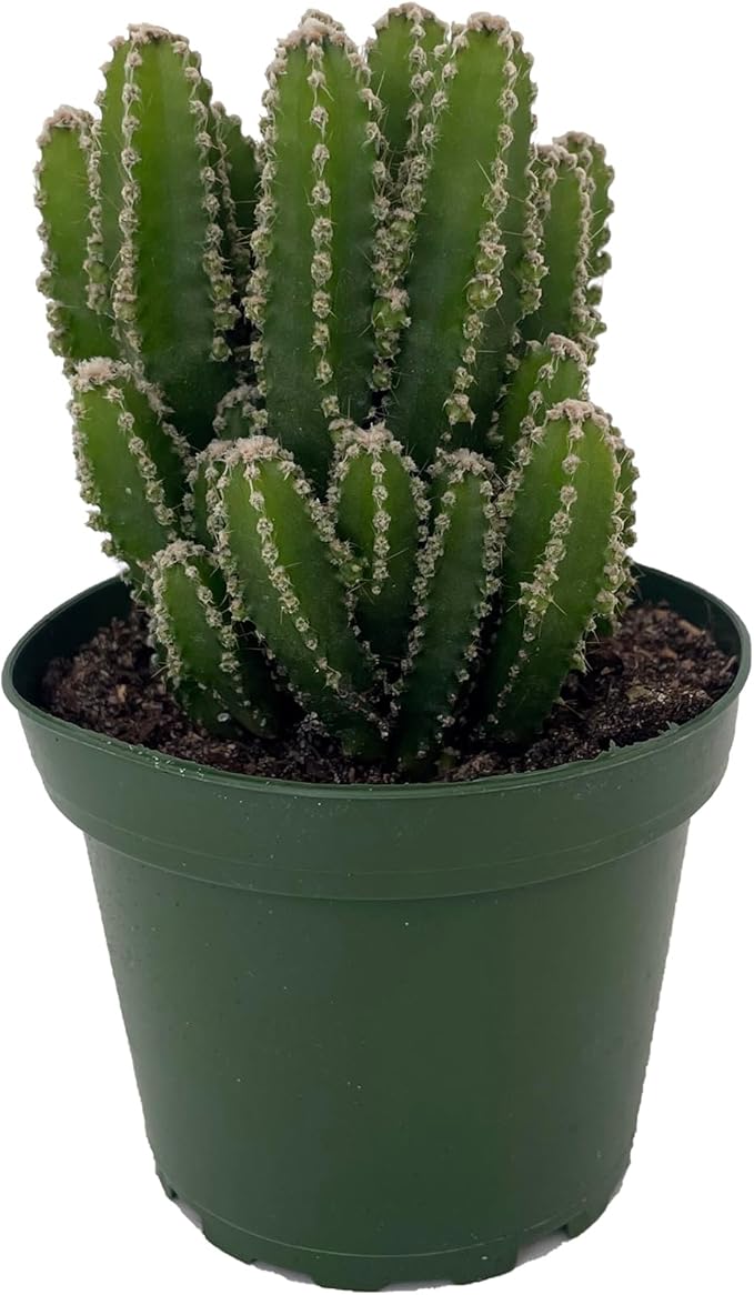 Fairy Castle Cactus - Cereus - Houseplant/Terrarium/Fairy Garden - 4" Pot