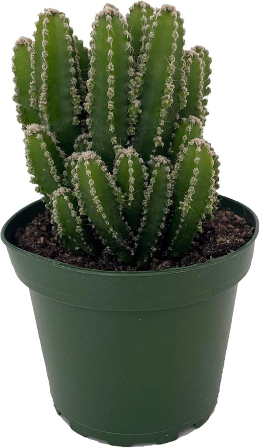 Fairy Castle Cactus - Cereus - Houseplant/Terrarium/Fairy Garden - 4" Pot