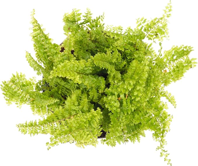 Hirt's Terrarium Kit with 3 Live Mini Ferns in 2" Pots