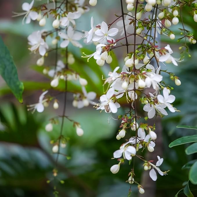 1 Clerodendrum Wallichii Smithianum Plant 5-9 Inc Tall - Light Bulb White Chain of Glory Light Clerodendrum Live Plant - Great for Beautifying Indoor and Outdoor Spaces
