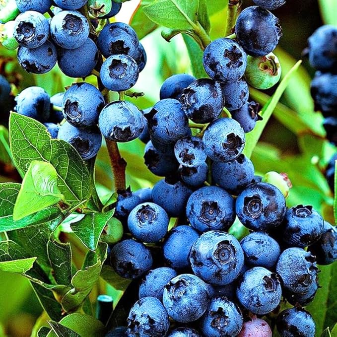 Misty Blueberry Plant Live for Planting, 4-8 Inch Tall Starter Plant, Hardy Blueberry Bush for Garden or Patio
