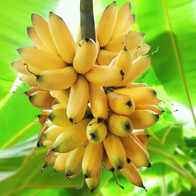 Tiny Banana Tree Live Plant, Cold Hardy Banana Plant Live, Tropical Banana Fruit Seedling, Well Rooted 4-8 Inch Tall