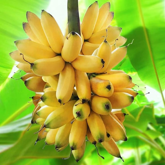 Tiny Banana Tree Live Plant, Cold Hardy Banana Plant Live, Tropical Banana Fruit Seedling, Well Rooted 4-8 Inch Tall