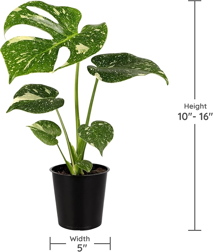 Green Circle Growers 6P Assorted Foliage, Grower Pots, Live Plants