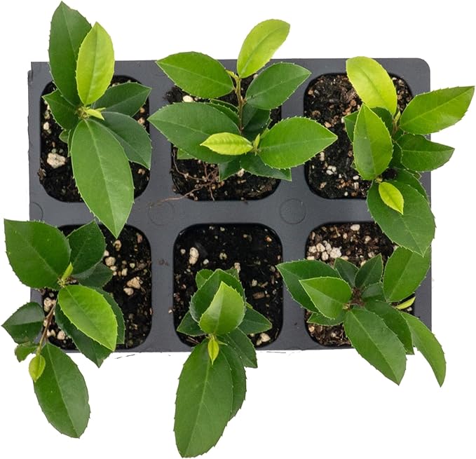 6 Carolina Cherry Laurel in 2.5” Nursery Cubes (Prunus caroliniana) | Evergreen Screening Shrub or Small Tree for Hedges, Borders & Wildlife | Ready-to-Plant Live Starter Plants