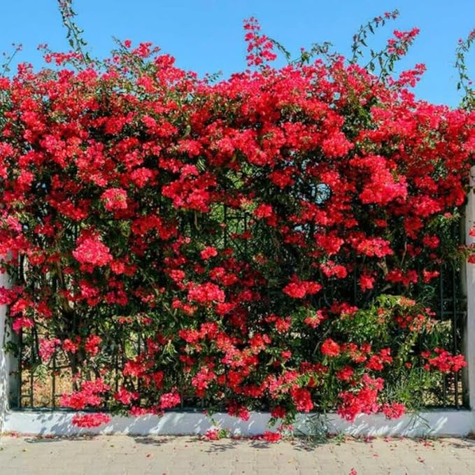 2 Bougainvillea Plants Live, Trailing Flowering Vines, 5-9” Tall, Well-Rooted Bougainvillea Trees for Outdoor Garden or Patio (Red Bougainvillea)