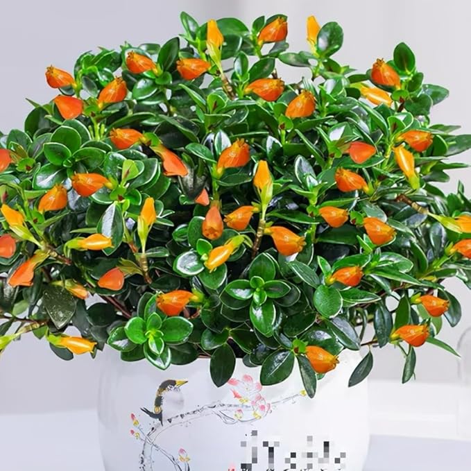 Trailing Goldfish Plant Live Potted 4 Inc, Tropical Goldfish Plant for Hanging Basket, Houseplant Indoor Live Plant