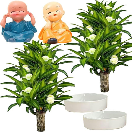 Brazilian Lucky Wood Plant, Brazilian Wood with Energy Crystals, Low-Light Office, Bedroom Decor, Home Good Luck Decor (Yellow+Blue)