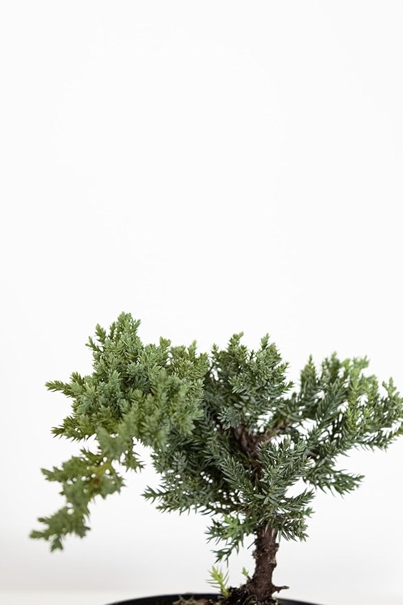 United Nursery Juniper Procumbens Nana Mini Bonsai – 6-Inch Grower Pot – 8–12” Tall – Dwarf Japanese Garden Juniper Tree – Easy-Care Evergreen Bonsai for Indoor or Outdoor Display