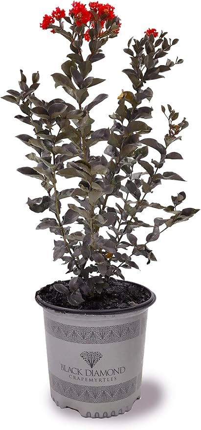 American Plant Exchange Black Diamond Red Hot Crape Myrtle Tree Live, 3-Gallon Pot, 1-2ft Tall, Vibrant Red Flowers, Drought-Tolerant, Large Outdoor Landscape Accent, Year-Round Beauty