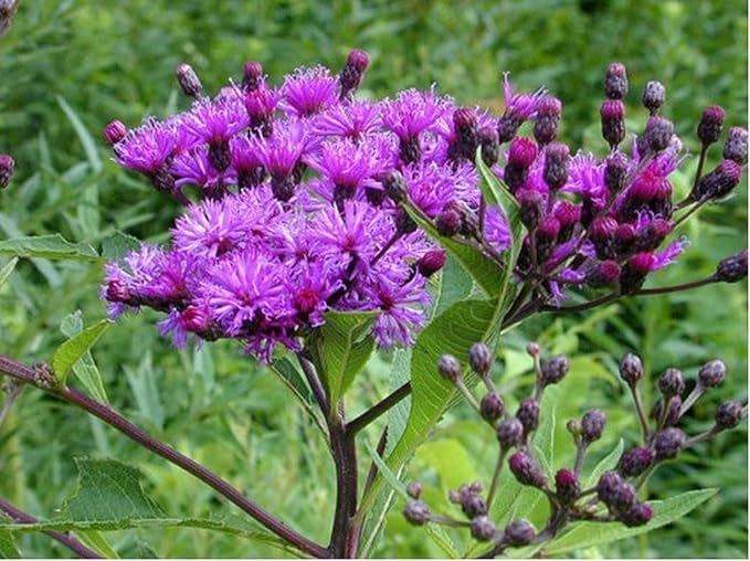 Ironweed Plant - Unique Purple Blooms - Vernonia gigantea - Seedlings to Plant in Your Own Garden (1 Seedling)