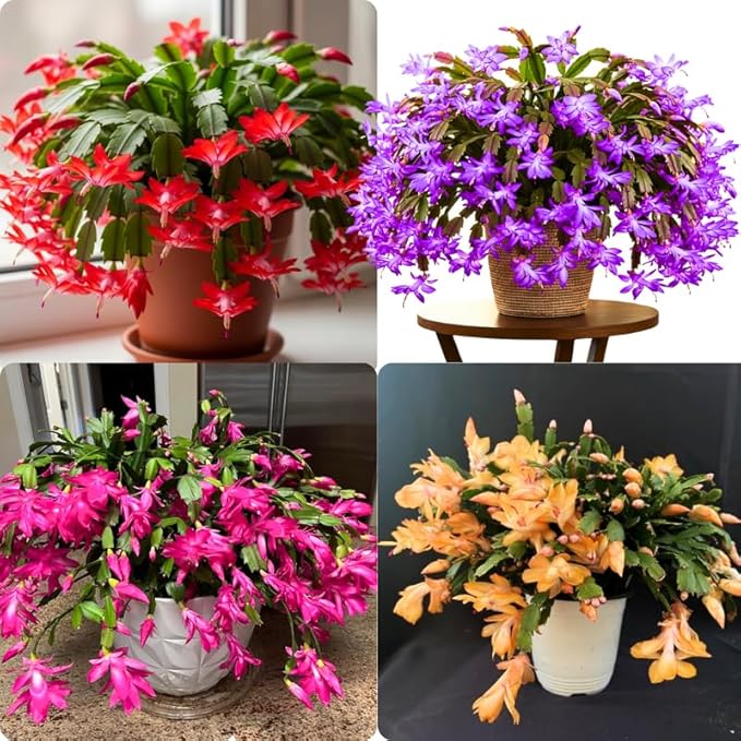 True Thanksgiving Cactus Plant Live in 4" Pot, Ready to Bloom, Holiday Christmas Cactus Plants Live, Random Blooms