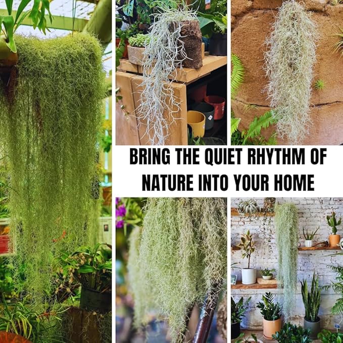 Spanish Moss Tillandsia Air Plants, Spanish Moss Plant Live, 1 to 2 Feet Long, Succulent Plants Live for Gardening Indoor Outdoor