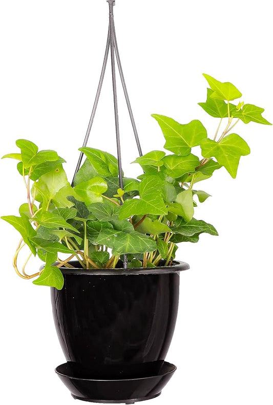 Thorsen's Greenhouse Green English Ivy Plant, Hedera Helix, Trailing Plant, Live Indoor Plant, 4" Diameter Pot, Black Hanging Pot