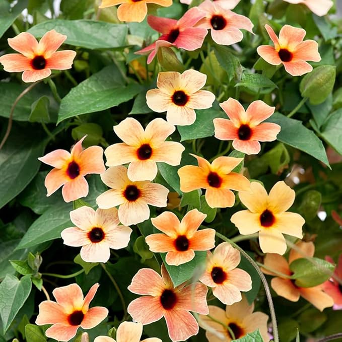 Outsidepride Spanish Eyes Thunbergia Black Eyed Susan Seeds - 20 Pcs Annual, Climbing Vine Flower Seeds for Planting Peachy Gold Blooms for Low Maintenance Gardens, Containers, Trellis & Fences