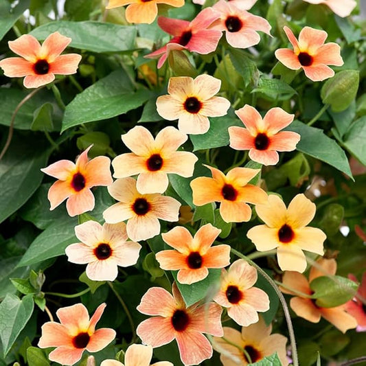 Outsidepride Spanish Eyes Thunbergia Black Eyed Susan Seeds - 10 Pcs Annual, Climbing Vine Flower Seeds for Planting Peachy Gold Blooms for Low Maintenance Gardens, Containers, Trellis & Fences