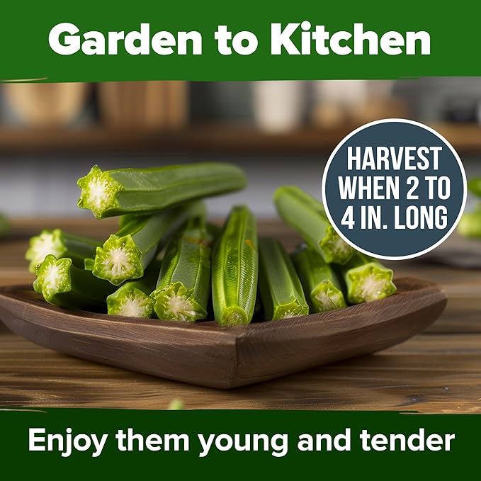 HOME GROWN Clemson Spineless Okra Seeds 101+ Heirloom Vegetable Seeds for Planting Easy to Grow Outdoor Summer Garden High Germination Rate (Abelmoschus esculentus)