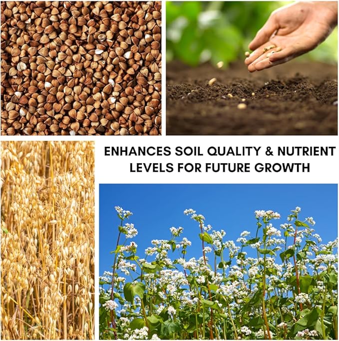 Buckwheat Seeds for Planting - Cover Crop, Grain, Bee Pasture, Pollinator, Wildlife Seed (1 Pound)