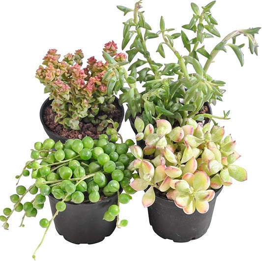 Succulent Plants (4 Pack), Live Succulents Fully Rooted in 2" Grower Pots, Unique Potted House Plant for DIY, Home Decor, Wedding Party Favor (Trailing Varieties)