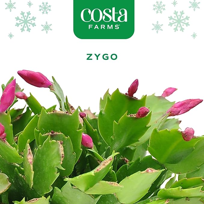 Costa Farms Christmas Cactus, 2-Pack, Fully Rooted Zygo, Live Indoor Holiday, Thanksgiving, Christmas Decoration, Room Decor, 7-Inches Tall