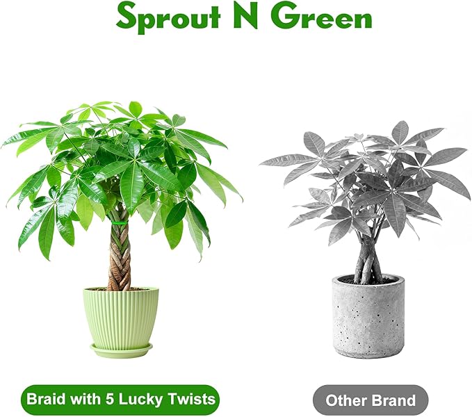 Sprout N Green Small Money Tree with 5 Lucky Braid, Live Plant with Green Stripe Pot, Decoration for Indoor Home Office Tabletop Windowsill Side Table, Housewarming Christmas Gift, 8-10" Tall