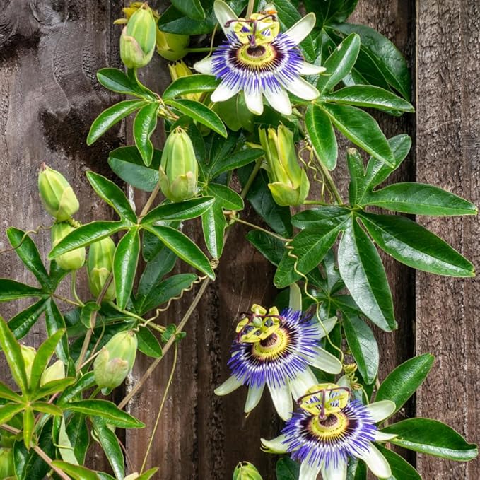 Blue Passion Flower Plant - Blue Passion Flower Vine Live Plant - Size 5 to 7 Inch Tall, Passiflora Flowers Starter Plant, Without Pot