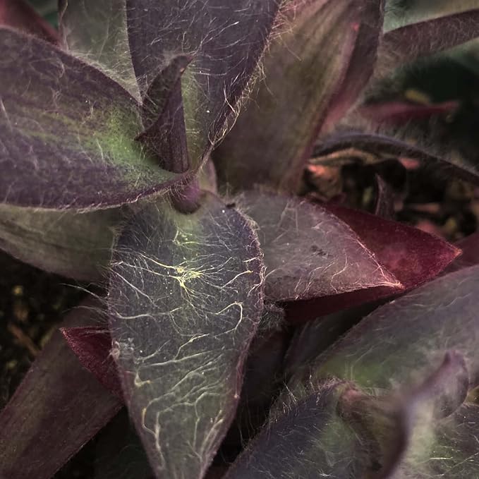 Organic Purple Heart Plant, Tradescantia pallida, Live Plant in 3-inch Pot - Purple House Plant with Magenta Flowers, Easy to Grow, Drought-Resistant by Smoke Camp Crafts