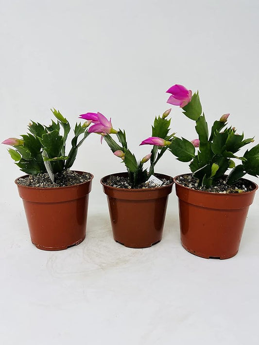 Christmas Cactus Blooms Pink 3 Plants -Zygocactus Plant in 4" pots