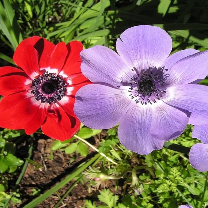 Lieutenant Anemone Flowers – 30 Bulbs | Vibrant Pink, Red, Blue, Purple & White Spring Blooms | Ideal for Cut Flowers, Garden Beds & Containers – Pollinator Friendly | Zones 3–10