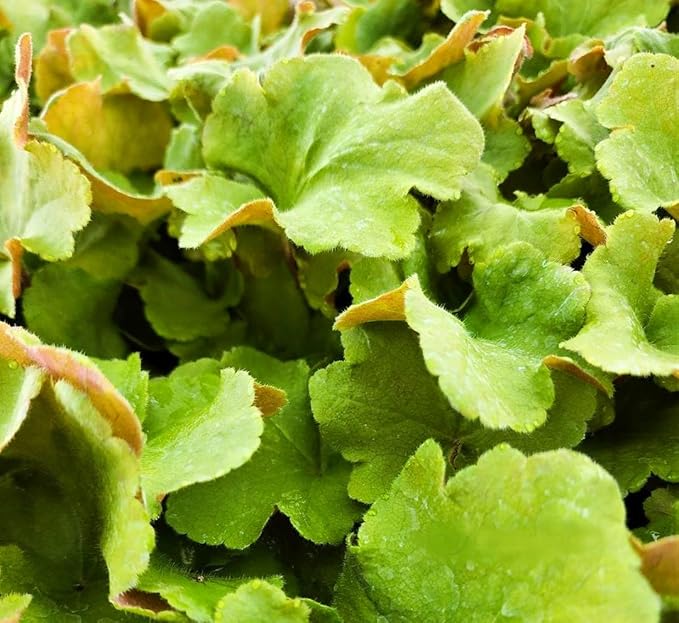 Greenwood Nursery: Live Perennial Plants - Caramel Heuchera + Coral Bells - [Qty: 3X Pint Pots] - (Click for Other Available Plants/Quantities)