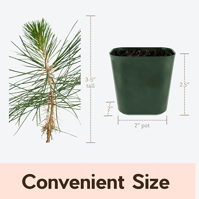 My Shelfie - Japanese Black Pine Bonsai Tree, 3-5-Inch Tall Bonsai Tree Live, Live Plants for Outdoor or Indoor Garden, Mini Tree in 2-Inch Pot