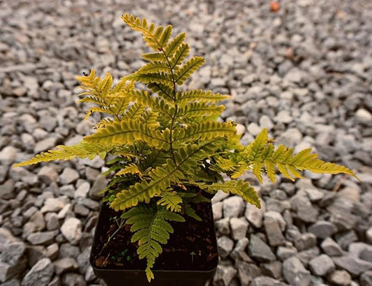 Greenwood Nursery: Live Perennial Plants - Autumn Brilliance Fern + Dryopteris Erythrosora - [Qty: 10x Pint Pots] - (Click for Other Available Plants/Quantities)
