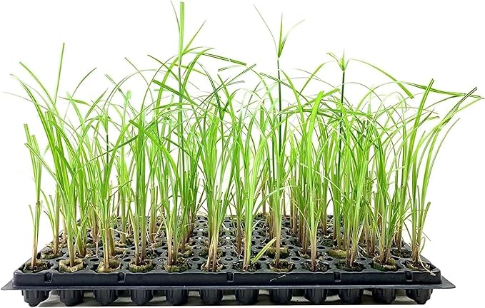 Giant Egyptian Papyrus | 3 Live Plants | Cyperus Large Shade & Wet Tolerant Aquatic Foliage