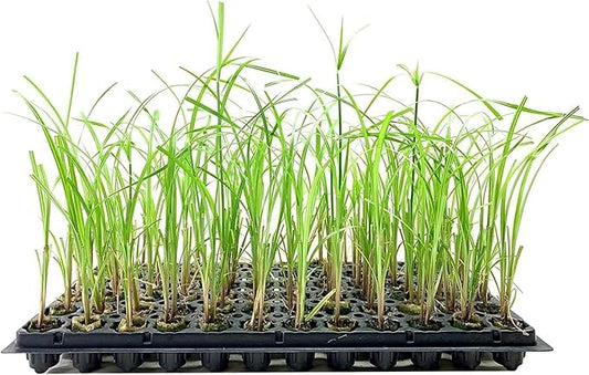 Giant Egyptian Papyrus | 3 Live Plants | Cyperus Large Shade & Wet Tolerant Aquatic Foliage