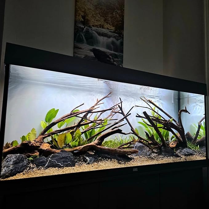SubstrateSource Amazon Sword Echinodorus Bleheri Live Plant for Freshwater Aquariums, Natural Fish Tank Decorations, and Aquatic Decor (5 Pots (10-15 Plants))