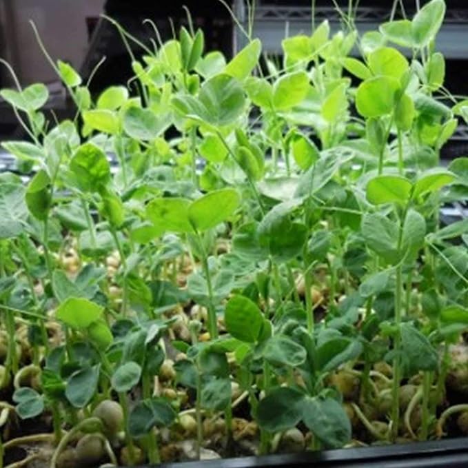 Green Pea Sprouting Seed - 2.5 Lb - Handy Pantry Brand - Green Pea for Sprouts, Garden Planting, Cooking, Soup, Emergency Food Storage, Vegetable Gardening